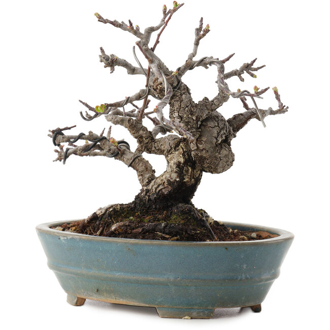 Malus, 16 cm, ± 20 anni