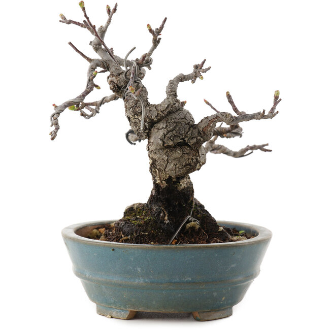 Malus, 16 cm, ± 20 anni