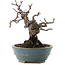 Malus, 16 cm, ± 20 ans