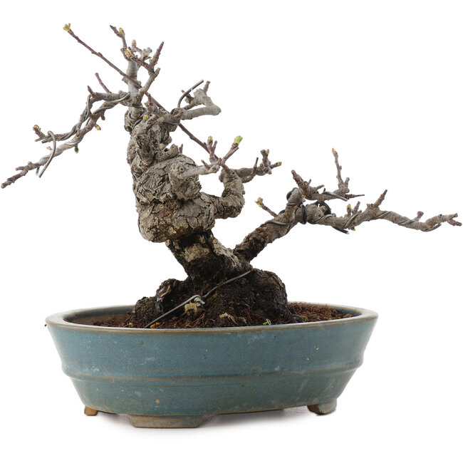 Malus, 16 cm, ± 20 anni