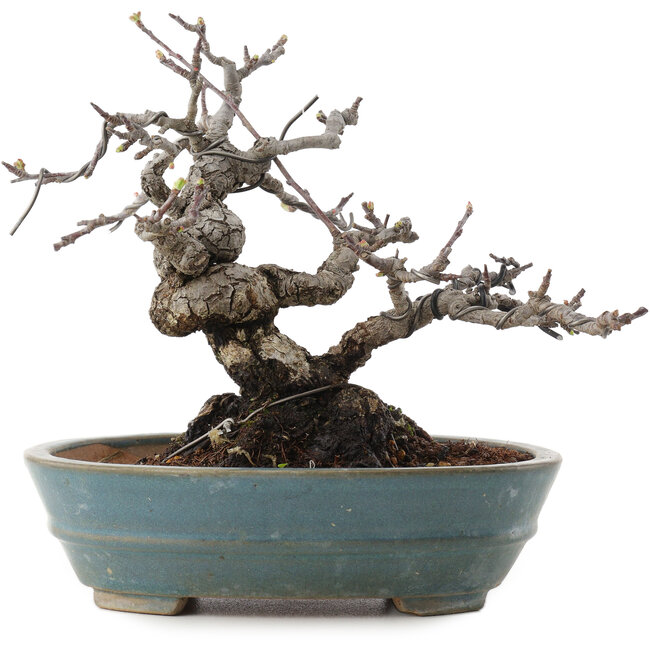 Malus, 16 cm, ± 20 years old