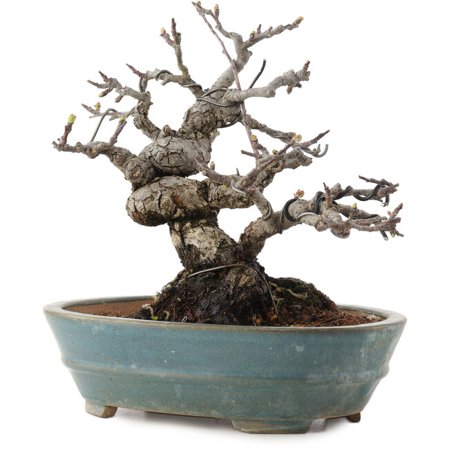 Malus, 16 cm, ± 20 años