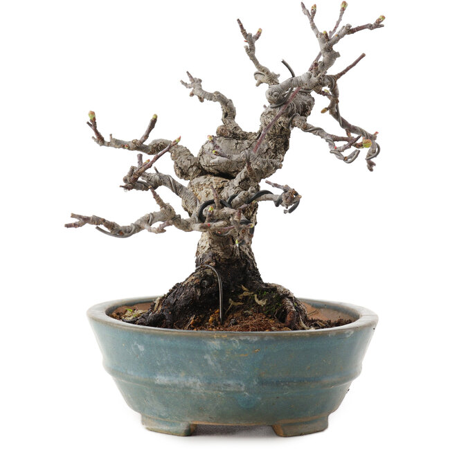 Malus, 16 cm, ± 20 anni