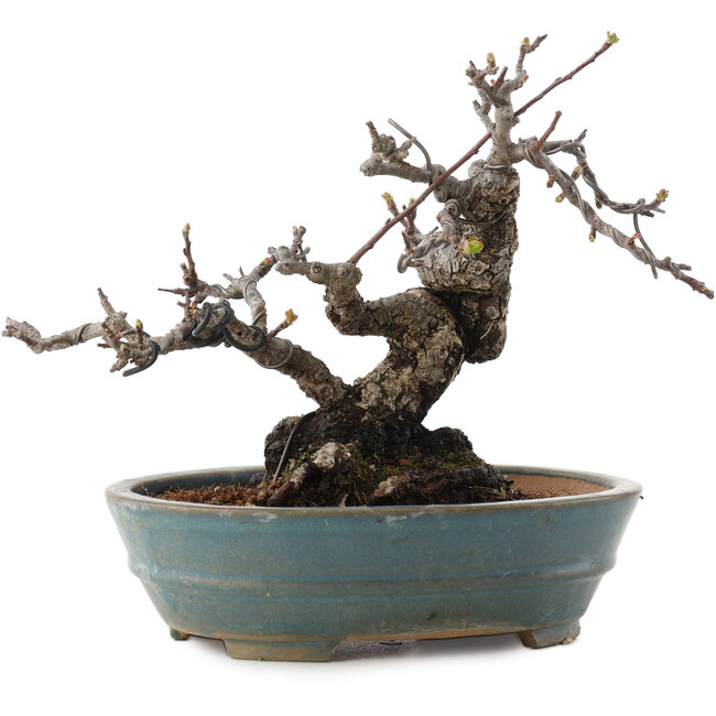 Malus, 16 cm, ± 20 ans