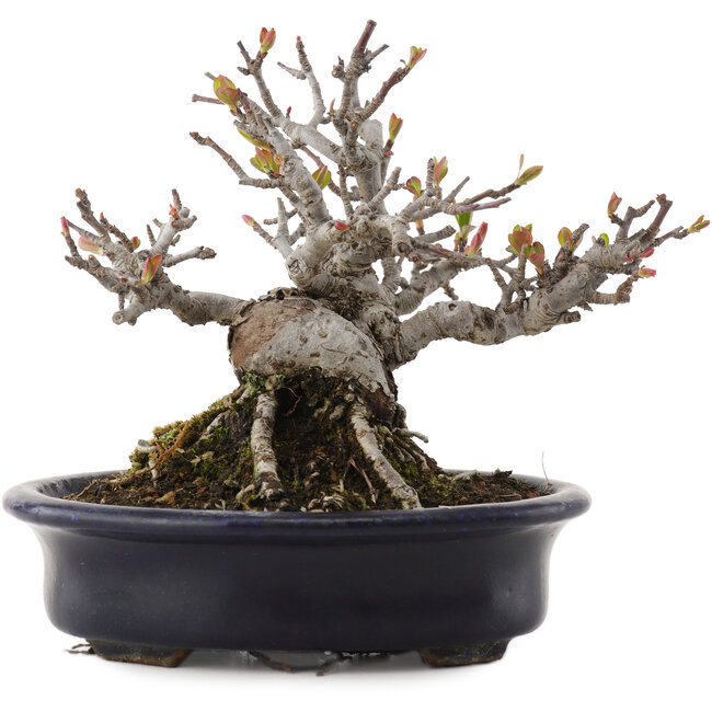 Malus, 12,5 cm, ± 20 ans, dans un pot japonais fait main par Hattori