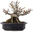 Malus, 12,5 cm, ± 20 anni, in un vaso giapponese fatto a mano da Hattori