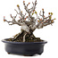 Malus, 12,5 cm, ± 20 years old, in a handmade Japanese pot by Hattori