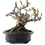 Malus, 12,5 cm, ± 20 ans, dans un pot japonais fait main par Hattori