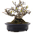 Malus, 12,5 cm, ± 20 anni, in un vaso giapponese fatto a mano da Hattori