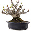 Malus, 12,5 cm, ± 20 anni, in un vaso giapponese fatto a mano da Hattori