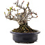 Malus, 12,5 cm, ± 20 ans, dans un pot japonais fait main par Hattori