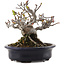 Malus, 12,5 cm, ± 20 anni, in un vaso giapponese fatto a mano da Hattori