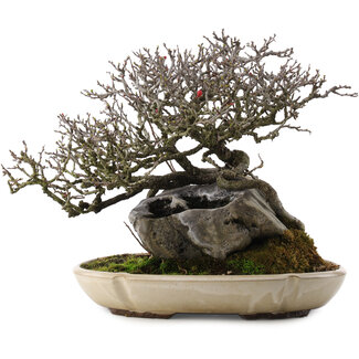 Chaenomeles speciosa, 29 cm, ± 40 ans