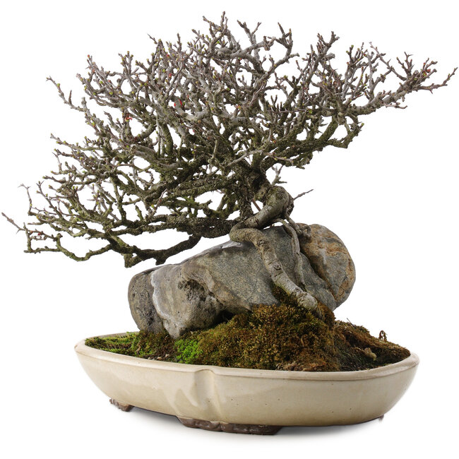 Chaenomeles speciosa, 29 cm, ± 40 ans, en pot avec puce