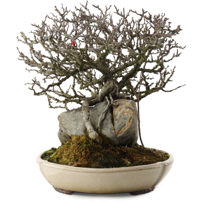 Chaenomeles speciosa, 29 cm, ± 40 años, en maceta con chip