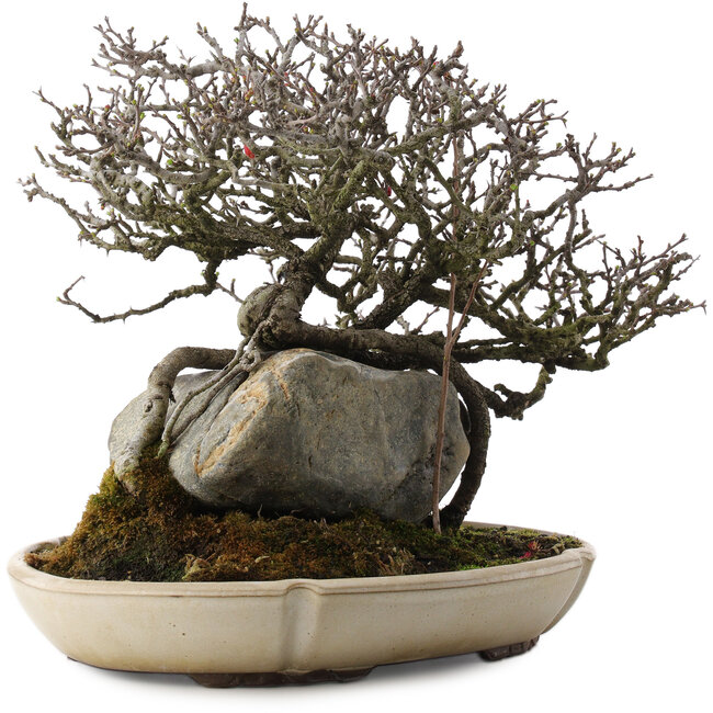 Chaenomeles speciosa, 29 cm, ± 40 ans, en pot avec puce