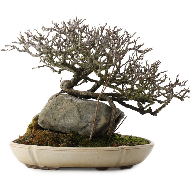 Chaenomeles speciosa, 29 cm, ± 40 Jahre alt, in einem Topf mit einem Chip