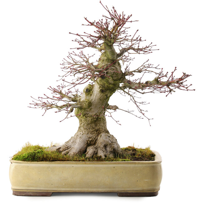 Acer palmatum, 40,5 cm, ± 35 anni, in un vaso Tokoname giapponese fatto a mano con una crepa