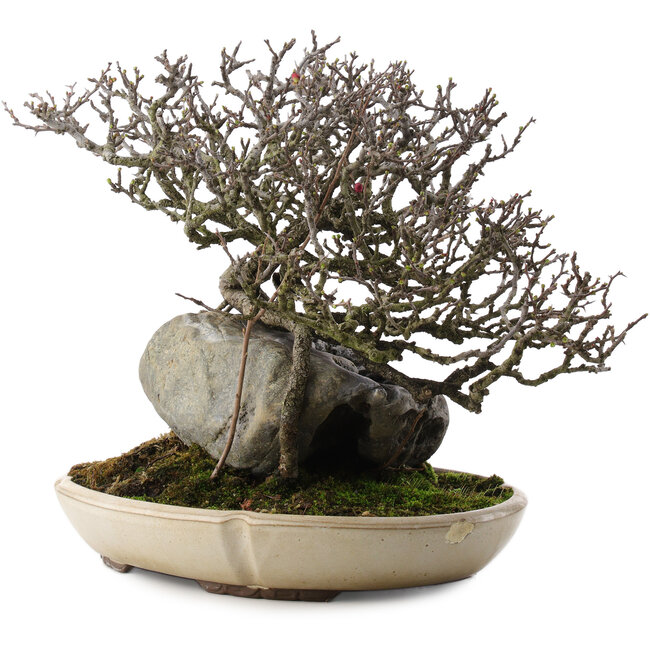 Chaenomeles speciosa, 29 cm, ± 40 anni, in vaso con scheggiatura