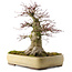 Acer palmatum, 40,5 cm, ± 35 anni, in un vaso Tokoname giapponese fatto a mano con una crepa