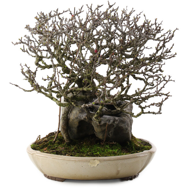 Chaenomeles speciosa, 29 cm, ± 40 años, en maceta con chip