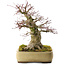 Acer palmatum, 40,5 cm, ± 35 anni, in un vaso Tokoname giapponese fatto a mano con una crepa