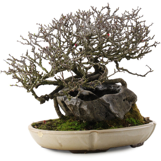 Chaenomeles speciosa, 29 cm, ± 40 años, en maceta con chip