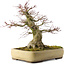 Acer palmatum, 40,5 cm, ± 35 anni, in un vaso Tokoname giapponese fatto a mano con una crepa