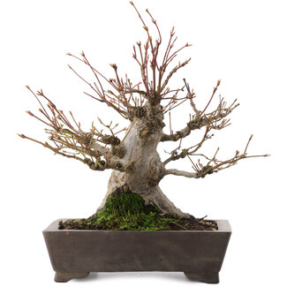 Acer palmatum, 27 cm, ± 30 anni