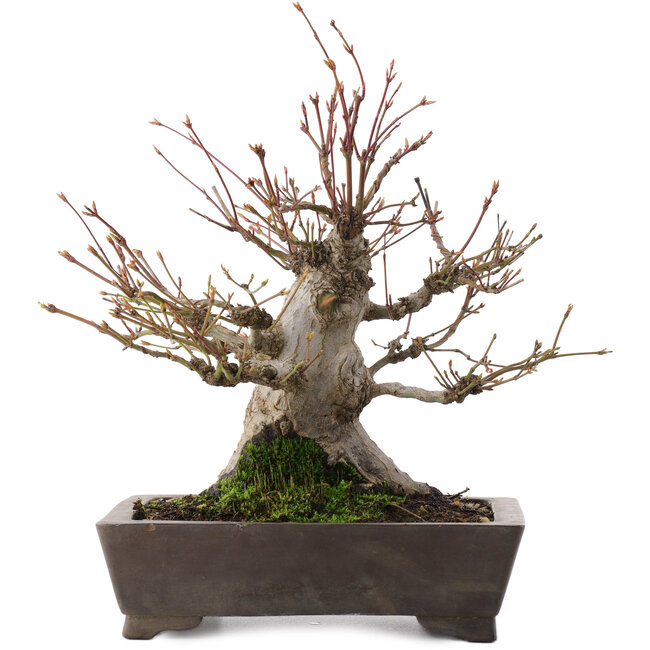 Acer palmatum, 27 cm, ± 30 anni, in vaso con scheggiatura