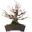 Acer palmatum, 27 cm, ± 30 años, en maceta con chip