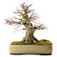 Acer palmatum, 40,5 cm, ± 35 anni, in un vaso Tokoname giapponese fatto a mano con una crepa