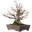 Acer palmatum, 27 cm, ± 30 anni, in vaso con scheggiatura
