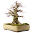 Acer palmatum, 40,5 cm, ± 35 anni, in un vaso Tokoname giapponese fatto a mano con una crepa