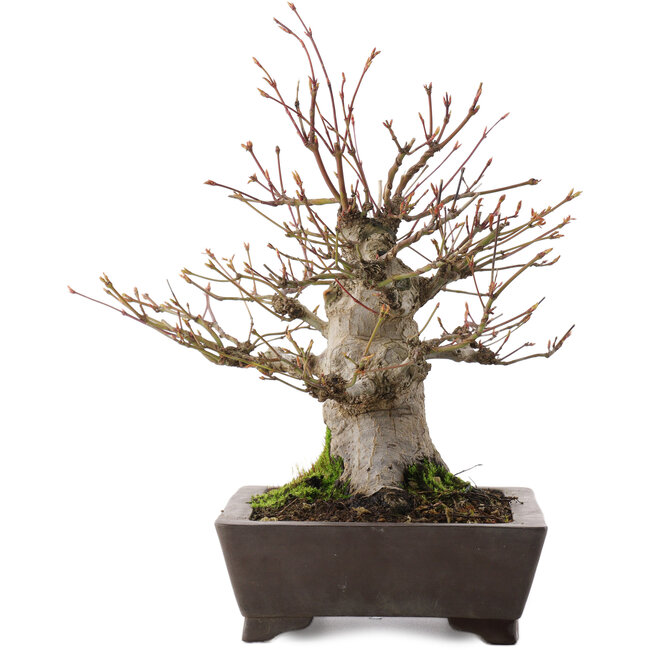 Acer palmatum, 27 cm, ± 30 ans, en pot avec puce