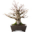 Acer palmatum, 27 cm, ± 30 anni, in vaso con scheggiatura