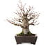 Acer palmatum, 27 cm, ± 30 años, en maceta con chip