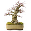 Acer palmatum, 40,5 cm, ± 35 anni, in un vaso Tokoname giapponese fatto a mano con una crepa