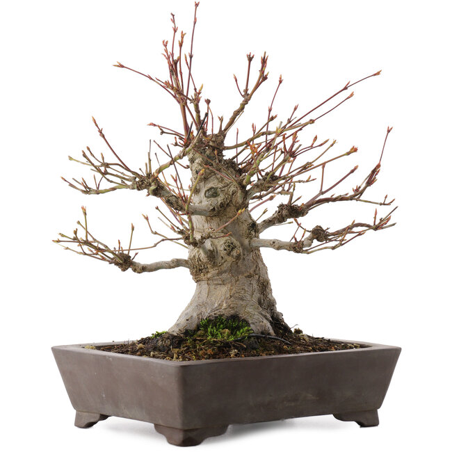 Acer palmatum, 27 cm, ± 30 años, en maceta con chip