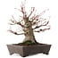 Acer palmatum, 27 cm, ± 30 años, en maceta con chip