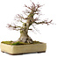 Acer palmatum, 40,5 cm, ± 35 anni, in un vaso Tokoname giapponese fatto a mano con una crepa