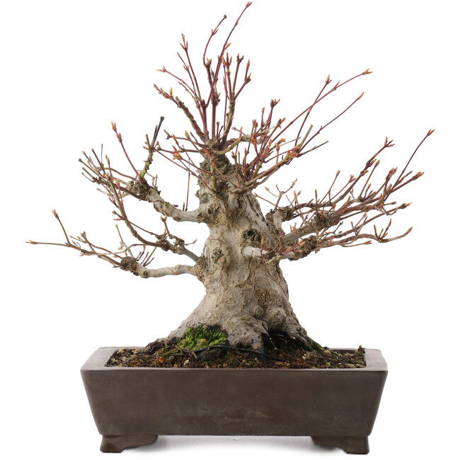 Acer palmatum, 27 cm, ± 30 años, en maceta con chip