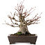 Acer palmatum, 27 cm, ± 30 anni, in vaso con scheggiatura