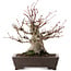 Acer palmatum, 27 cm, ± 30 años, en maceta con chip