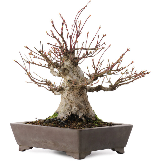 Acer palmatum, 27 cm, ± 30 anni, in vaso con scheggiatura