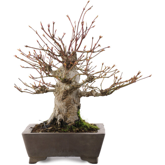 Acer palmatum, 27 cm, ± 30 años, en maceta con chip