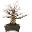 Acer palmatum, 27 cm, ± 30 anni, in vaso con scheggiatura