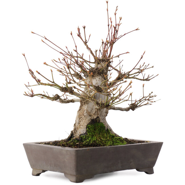 Acer palmatum, 27 cm, ± 30 years old, in a pot with a chip