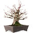 Acer palmatum, 27 cm, ± 30 años, en maceta con chip