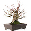 Acer palmatum, 27 cm, ± 30 ans, en pot avec puce